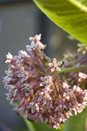 asclepias incarnata