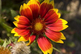 gaillardia