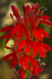lobelia cardinalis
