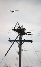 osprey nest