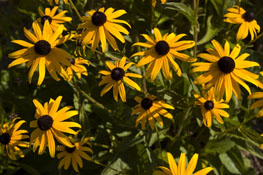 rudbeckia