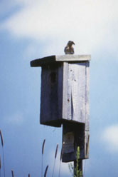 bluebird box